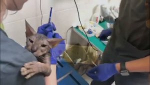 Забор биопсии из лимфоузла у кошек