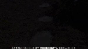 Когда поливать помидоры после посадки
