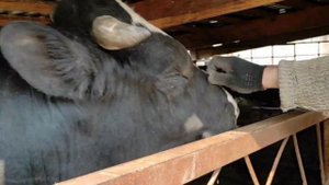 Так растут у нас быки. Безпривязное содержание быков