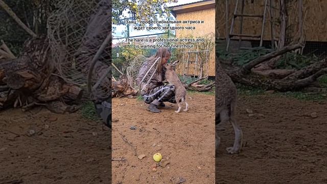 Секреты заячьего мастерства #домзайца #джасти #boxing #attack #angry #bunny #hare