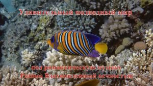 54. Ангел королевский павлин под романтическую Patmos Вдохновленный вечностью