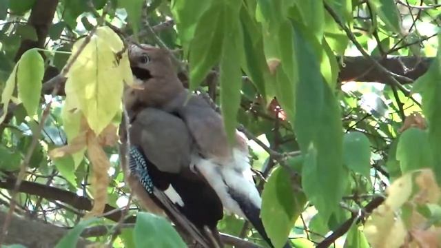 как умываются птички и птица чистит перья смотреть онлайн
