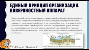 Методы изучения клетки. Общий план строения клетки