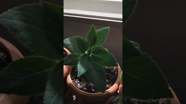 Kohleria samasım açtı bu gün #kohleria #çiçek #keşfet #keşfetteyiz #bakım #toprak смотреть онлайн