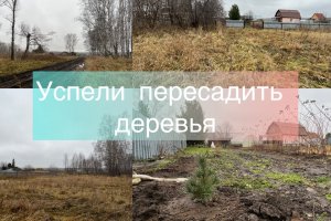 Успели пересадить деревья до снега