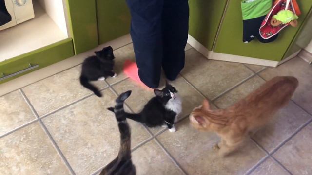 Котята 1 смотреть онлайн