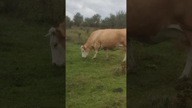 симментальская корова