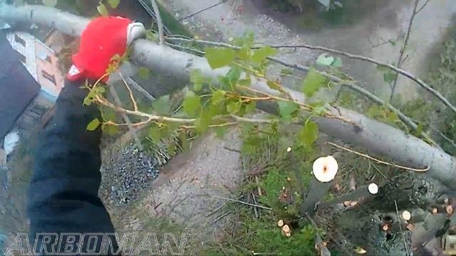 Удаляем кронированный тополь Cutting A Bushy Poplar