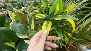 Большой обзор комнатных растений|Ашан Сад|цветочный магазин|покупка новых растений?