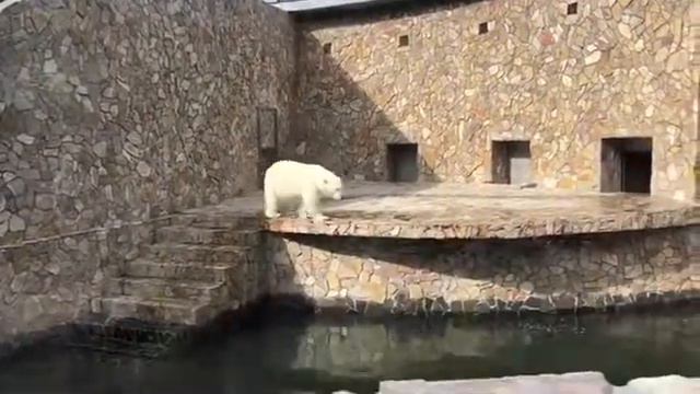 Ленинградский зоопарк «белый медведь» «умка» смотреть онлайн