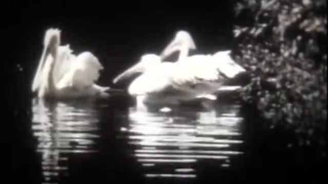 Птицы болот и внутр. водоёмов