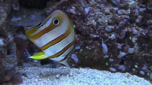 Удивительные пауки и рыбки