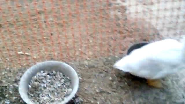 чем кормить уток чтобы быстро росли смотреть онлайн