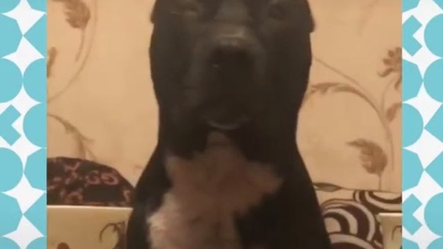 пёс