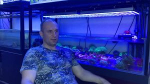 "Рифовый Аквариум"  Динофлагелляты. Часть 28