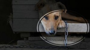 "Белая болонка". Исп. под гитару Юрий Митченко. Муз., ст. Слава Герман