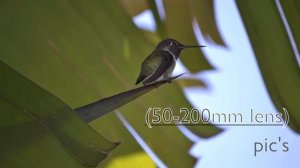 Nikon D3100 [50mm f/1.8 lens] (video & pictures test)