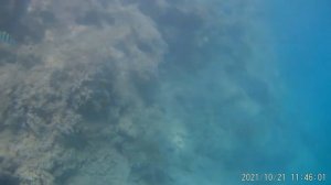 Снорклинг вдоль рифа в лагуне отеля Лабранда
