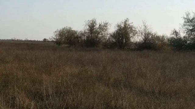 лесостепь