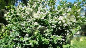 Эльфийский танец цветов.