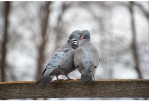 "НАИГРЫШ С ПРИСВИСТОМ"... (Фото Артёма Карпова (Самара) - "Балалайка-Бэнд" - "Кадриль")