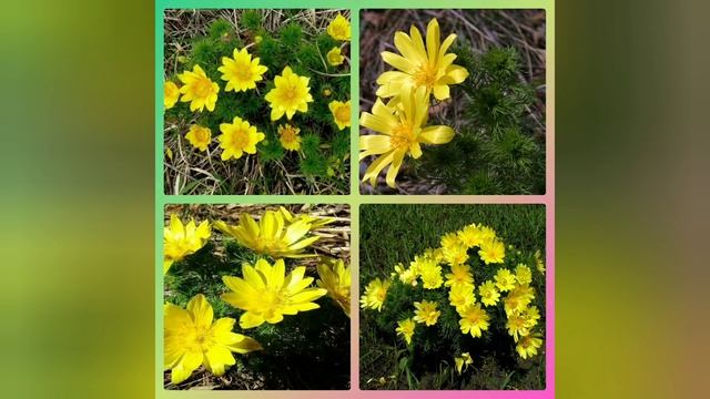 АДОНИС весенний. Лекарственные свойства. смотреть онлайн