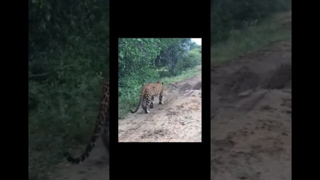 Wildlife | Leopard 🐆 | Yala National Park | Srilanka