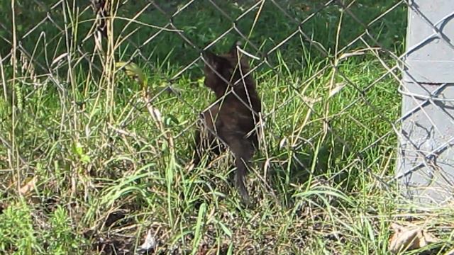 Котенок, проходящий сквозь стены )) смотреть онлайн