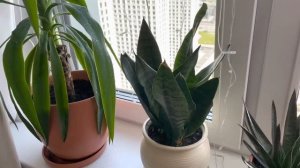 КВАРТИРА-ДЖУНГЛИ 2. ОЗЕЛЕНЕНИЕ БАЛКОНА. ВЛОГ. ДЕНЬ 58