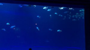 Косяк обитателей Приморский Океанариум Остров Русский Владивосток Primorskiy Oceanarium Vladivostok