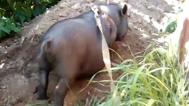 Боря гуляет на поводке в огороде смотреть онлайн