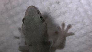 Gecko eats Cricket although under casting off the skin