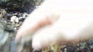 Гриб язык или печёночница - собираем на дубах