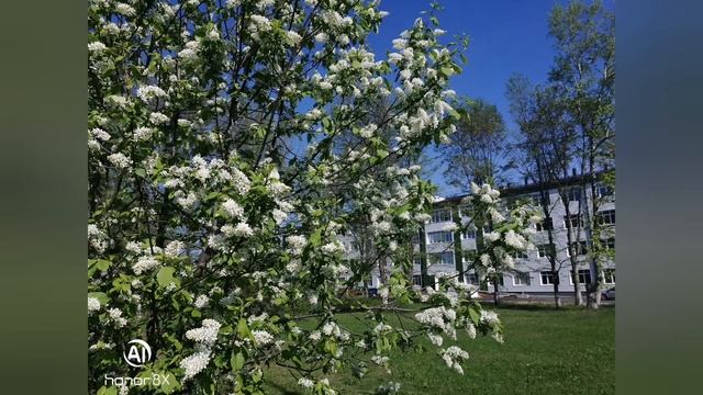 Трели Соловья.ПРИРОДА??☘️???.ВЕСНА?☀️?. ПЕНИЕ ПТИЦ??️.#веснавПодмосковье