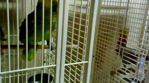 Говорящий  попугай , Амазон  Пако