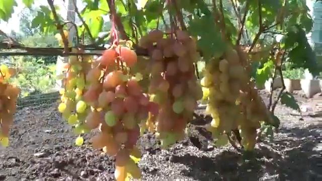 Виноград Румба смотреть онлайн