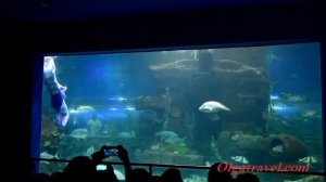 Винперл Фукуок: шоу русалок