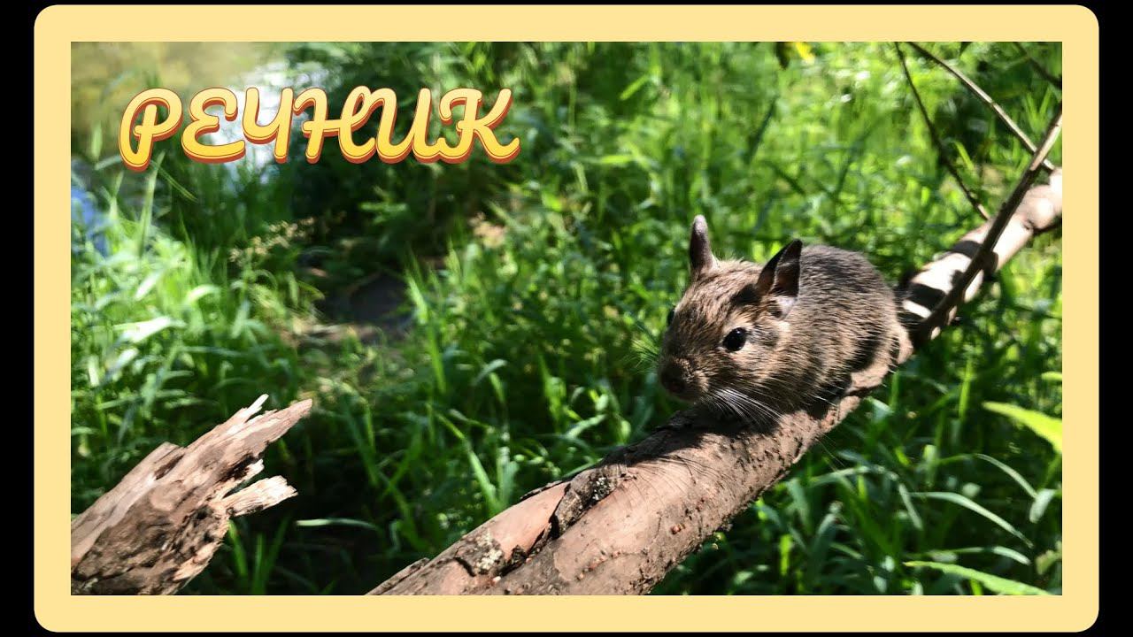 !!!РЕЧНИК!!!   #дегу  #грызуны #грызун