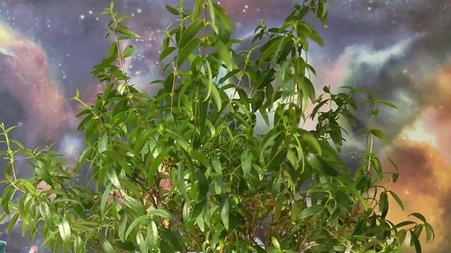 Мирт, myrtus смотреть онлайн