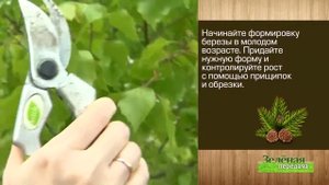 Формирование берез. Школа ландшафтного дизайна Терра
