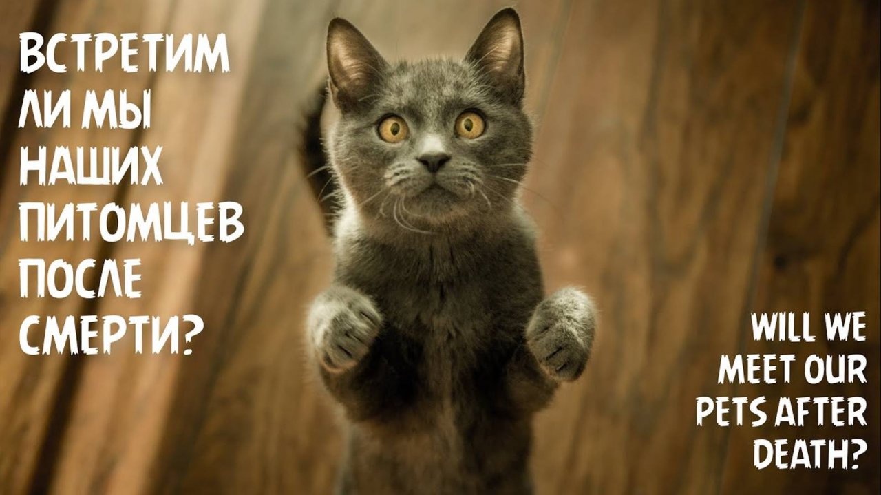 Встретим ли мы наших питомцев после смерти?
