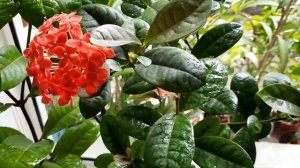 Иксора уход, содержание в комнатных условиях. Неугомонная цветунья - Иксора.