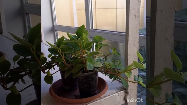 #красота #цветочки #природа Ботанический сад.Часть 4.Распродажа растений. смотреть онлайн