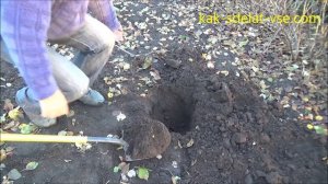 Посадка малины. Летней и ремонтантной, весной и осенью.