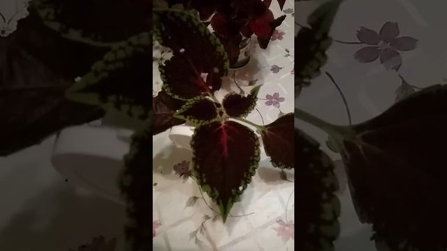 продление жизни черенку колиуса смотреть онлайн