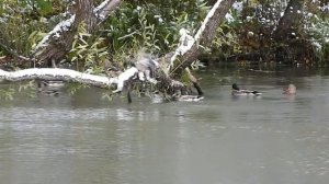 Утка взлетает.