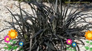Офиопогон плоскострелый Блэк Драгон. Краткий обзор, описание ophiopogon planiscapus Black Dragon