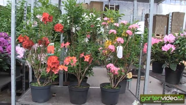 Rhododendron Knap Hill Hybriden - Rhododendron luteum смотреть онлайн