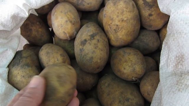 Мой птичий двор! Как несутся куры в хозяйстве! смотреть онлайн