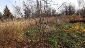 Яблоня плодоносящая 8 лет сорт мартовское